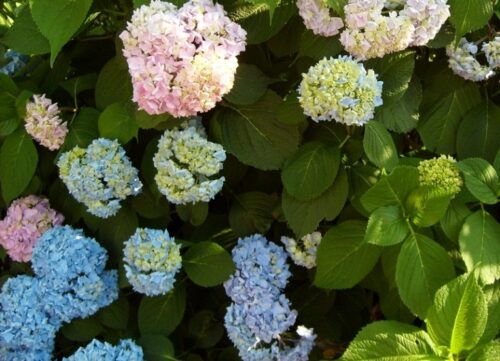 №4 Hydrangea Endless Summer