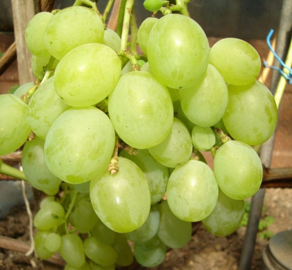 Виноград талисман фото и описание сорта