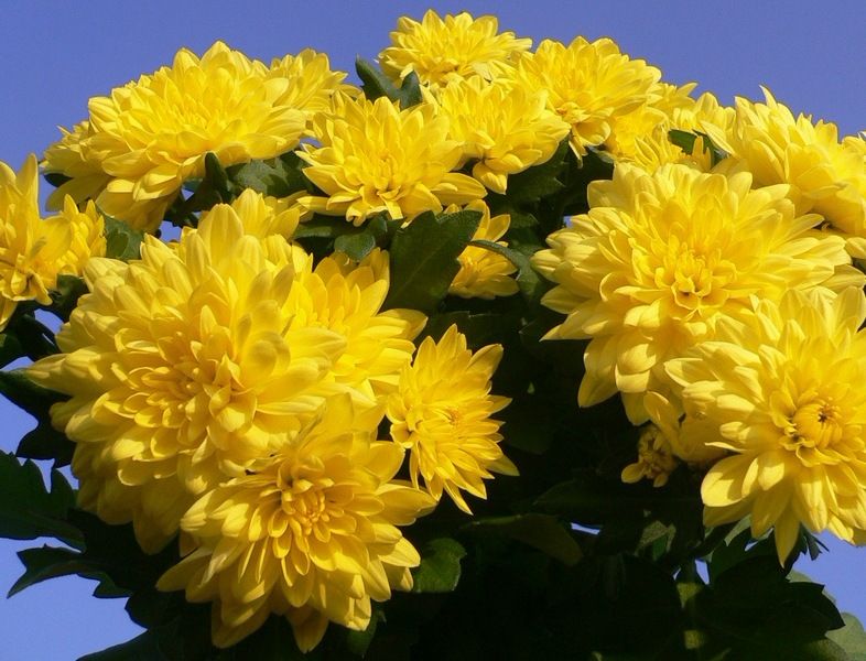 Цветы желтые хризантемы. Хризантема Голден Алекс Бедсер. Хризантема цвет Папороти.