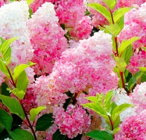 №41 Гортензия Vanila Fraise